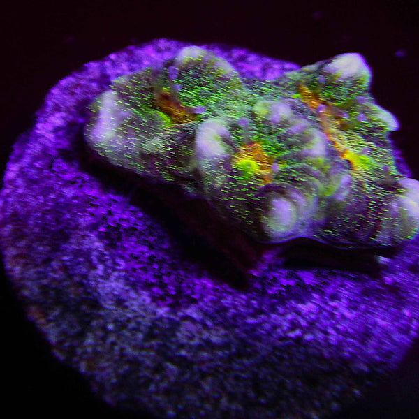 ECC Heroic Warrior Platygyra Coral