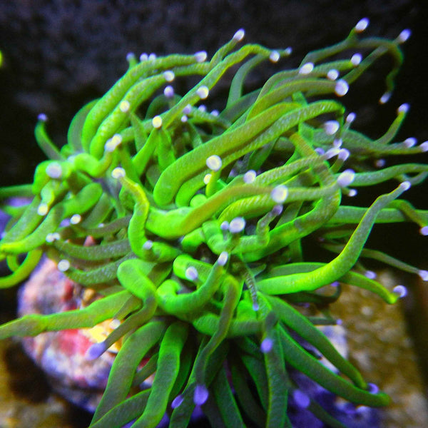 Holy Grail Indo Torch Coral