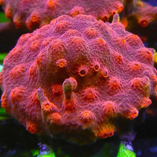 Hot Lava Cyphastrea Coral *