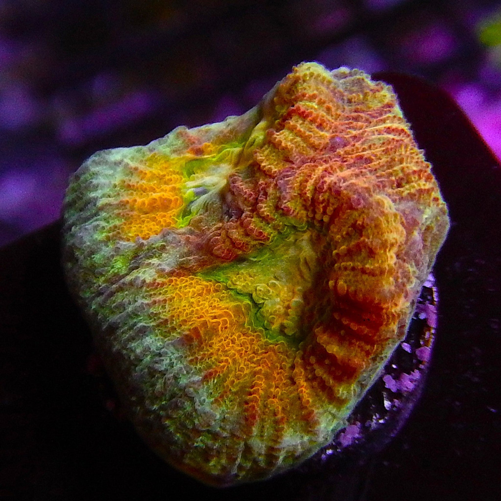 ECC Hypo Tango Favia