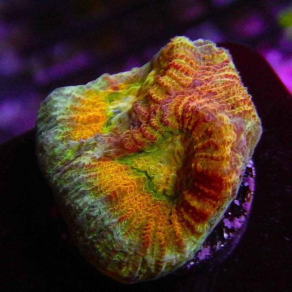 ECC Hypo Tango Favia Coral