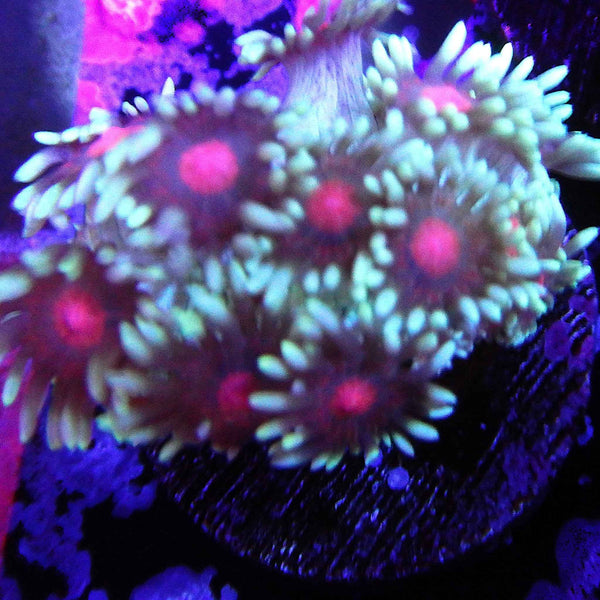 Icey Hot Goniopora Coral