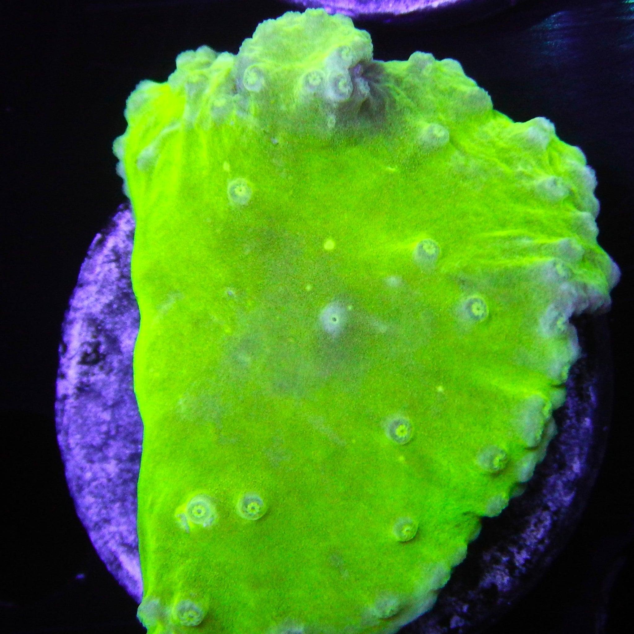 Indo Green Cabbage Leather