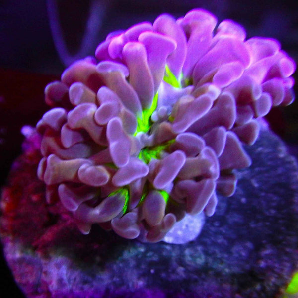Indo Hammer Coral