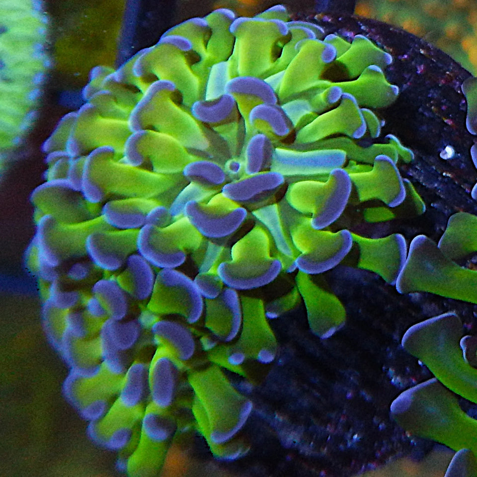 Hammer Corals