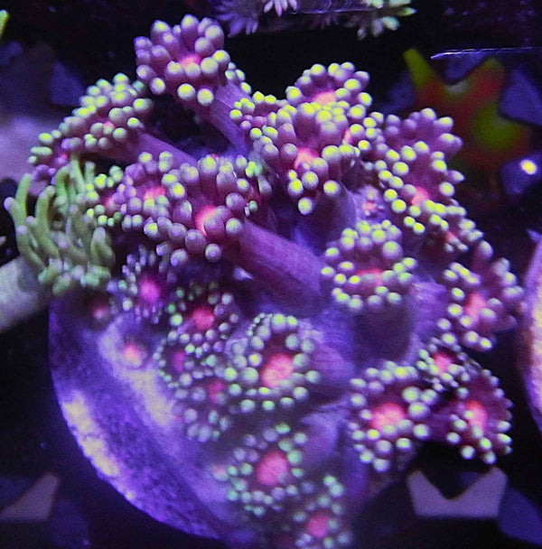 Indo Purple Goniopora Coral