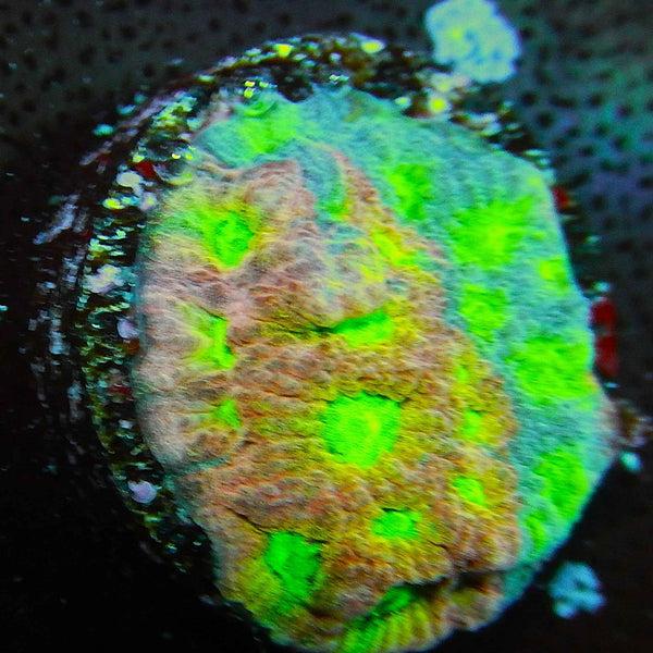 JF Day Glo Favites Coral