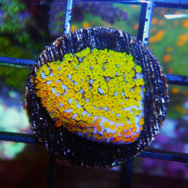 JF Fruity Pebbles Montipora Coral