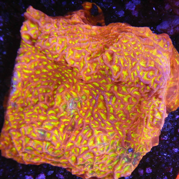 JF Jack o Lantern Leptoseris Coral  *