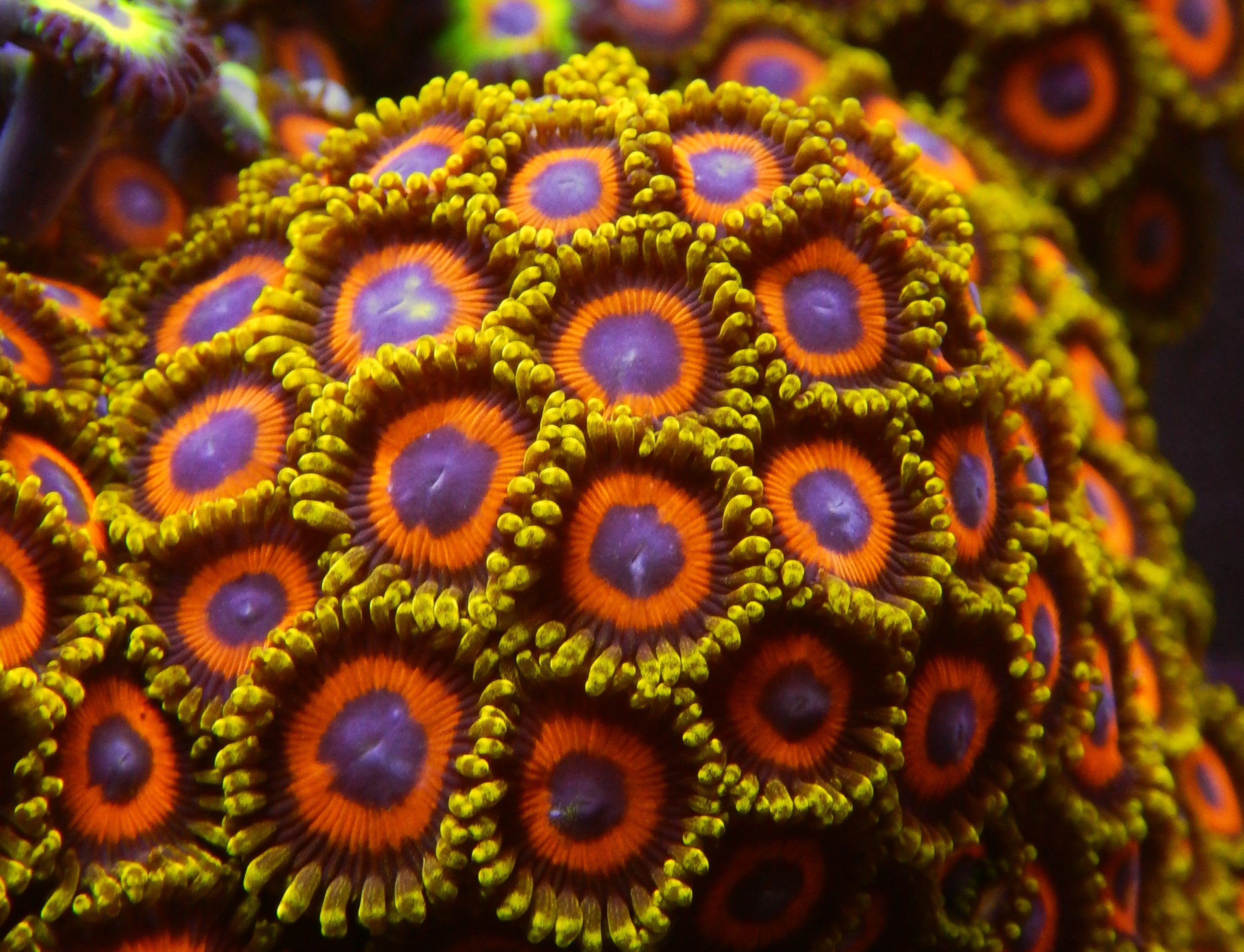 Jungle Juice Zoas  TFT