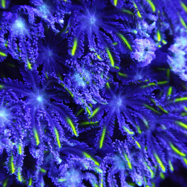 Banana Clove Polyp Coral *