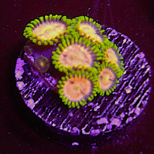 ECC Laser Lemon Zoanthid Coral