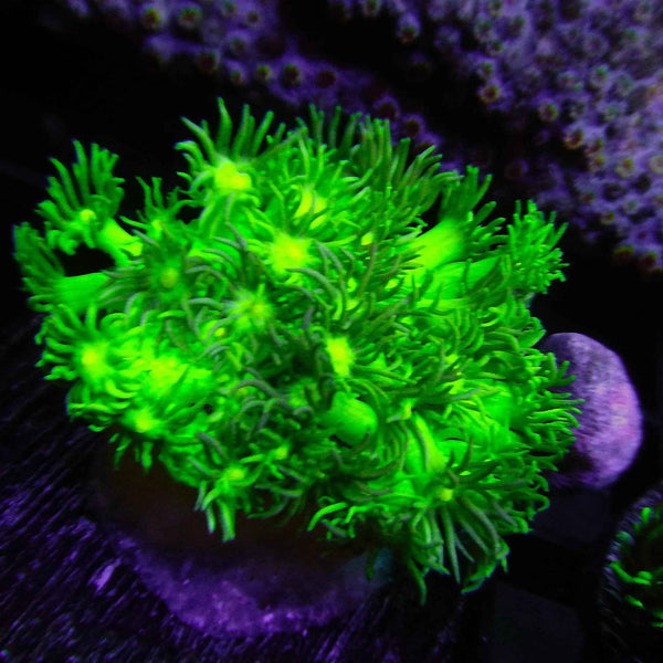 Green Goniopora Coral