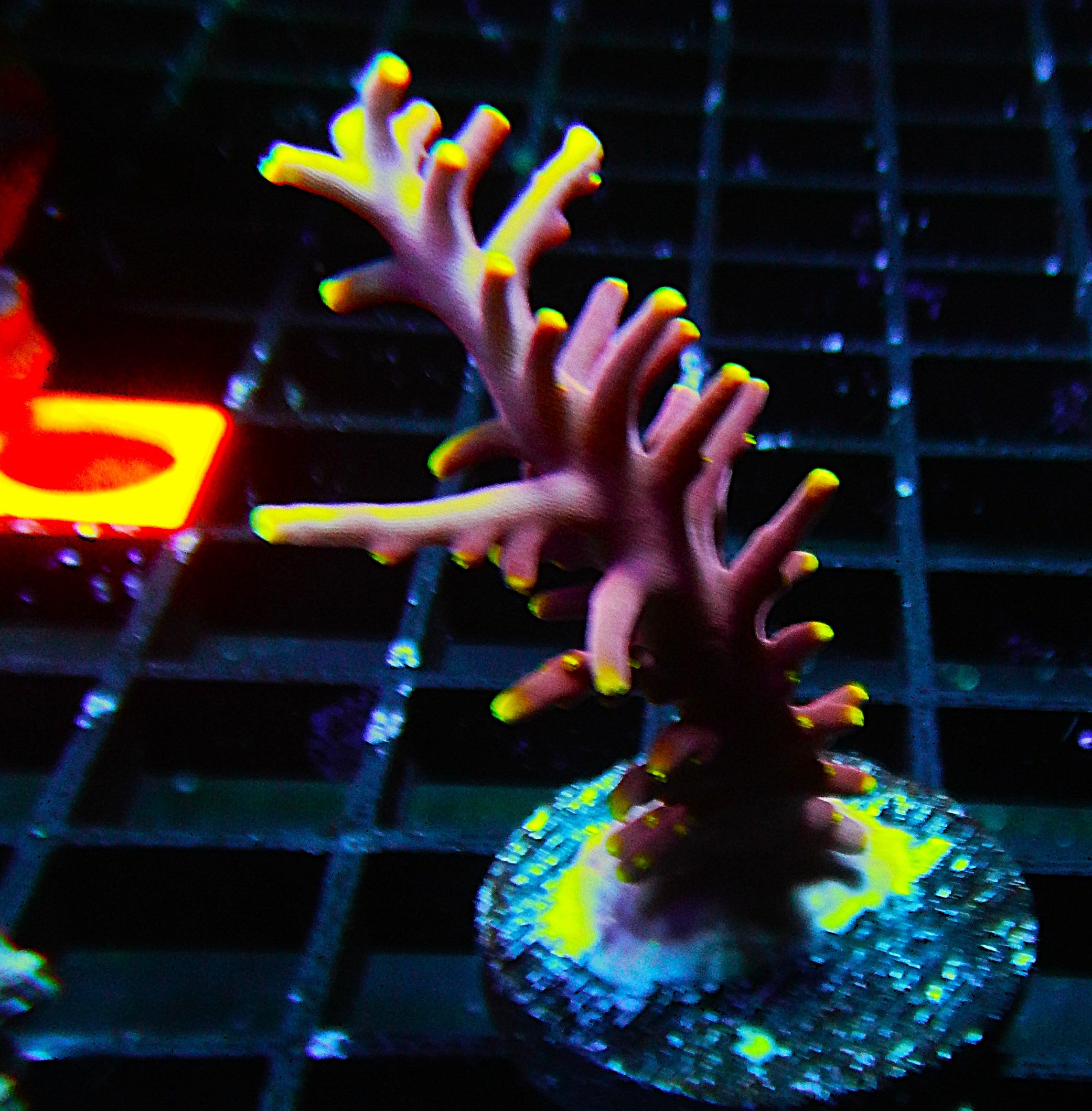 Little Red Ferrari Acropora *