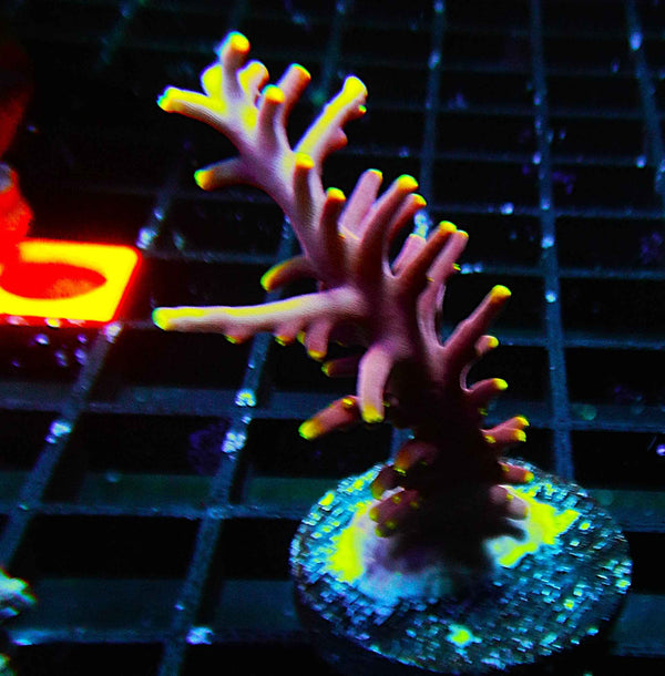 Little Red Ferrari Acropora Coral *