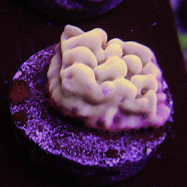 ECC Love Shack Montipora Coral