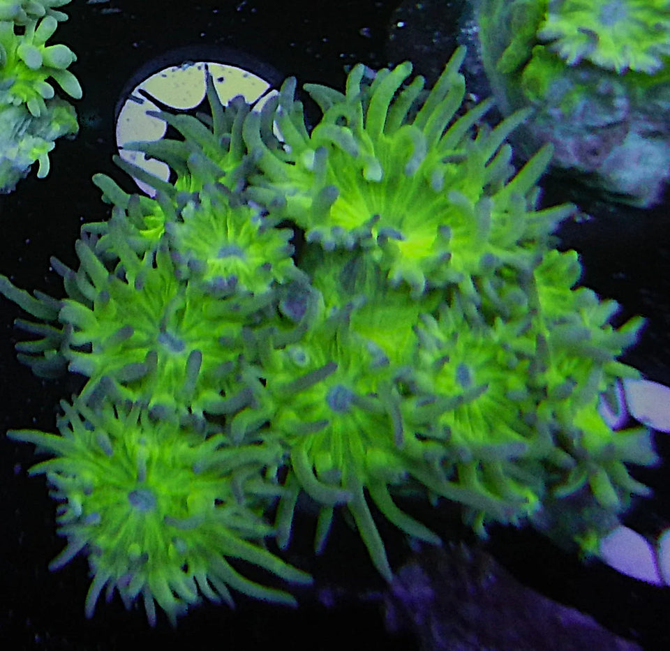 Duncan Corals
