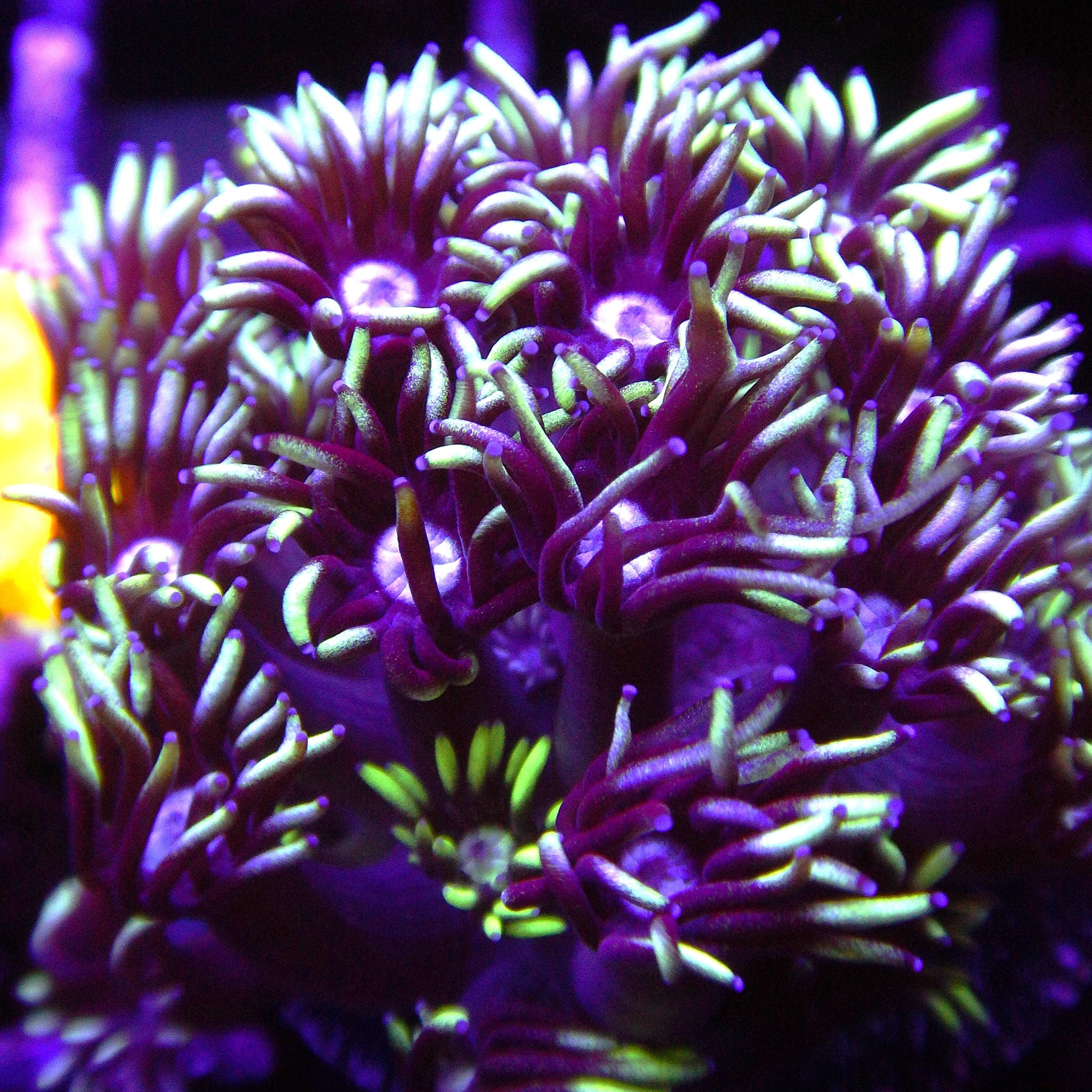 Minty Fresh Goniopora *