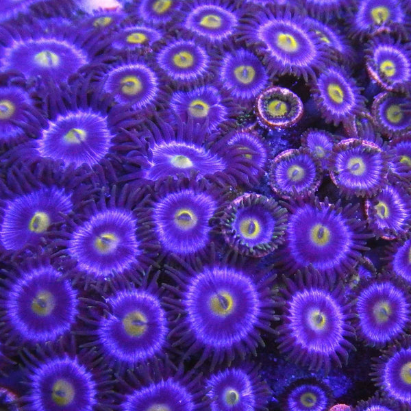 TFT Blue Bomber Zoanthid Coral  *