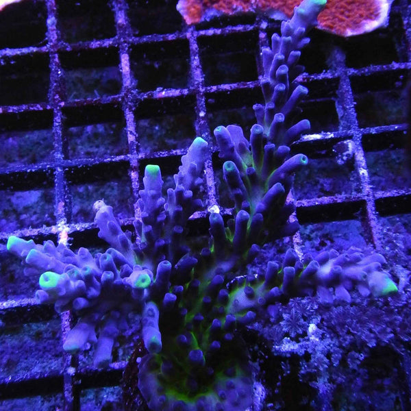 Miyagi Tortuosa Acropora Coral  *