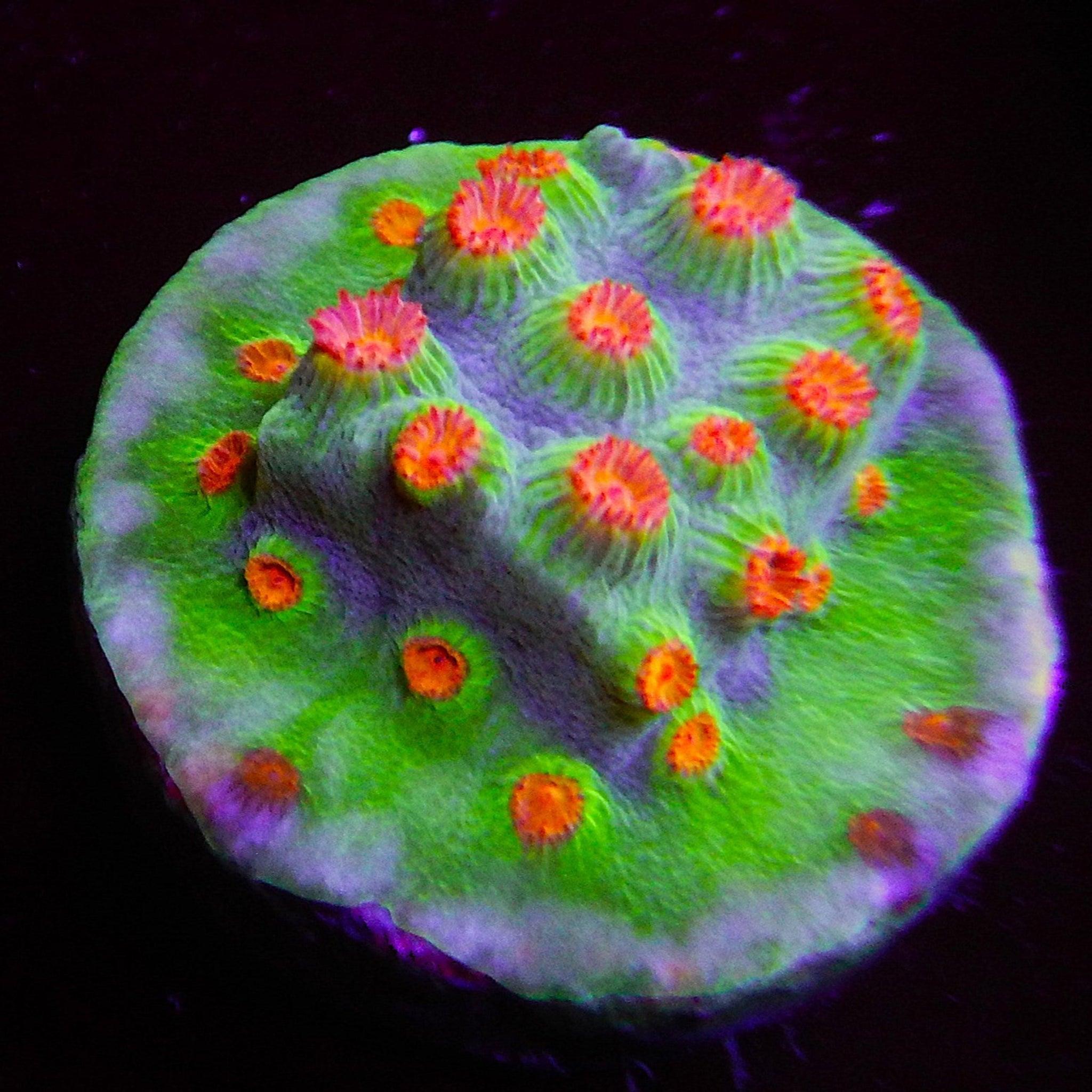 ECC Molten Meteor Cyphastrea