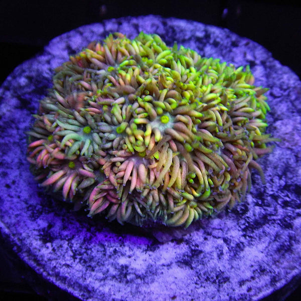 Aussie Multi Color Goniopora Coral