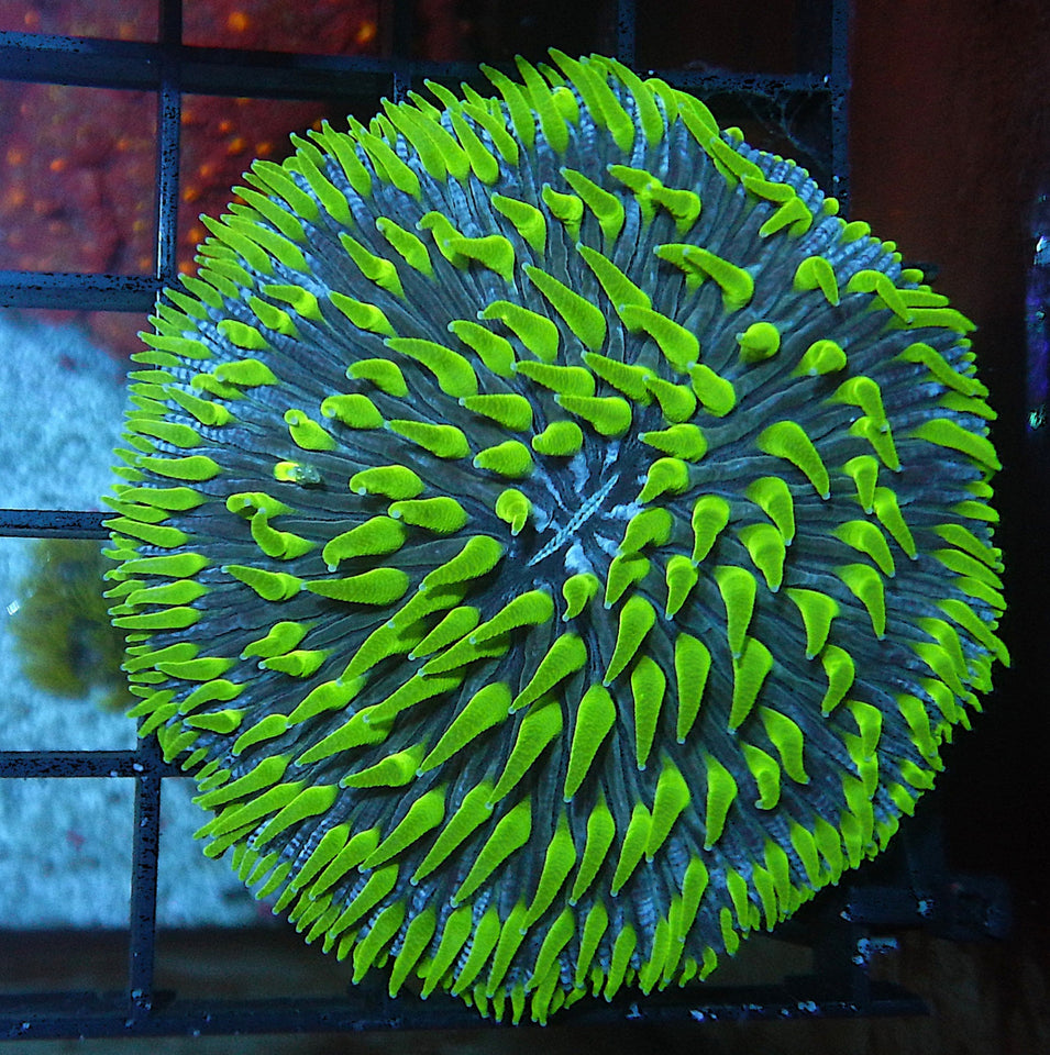 Fungia Corals