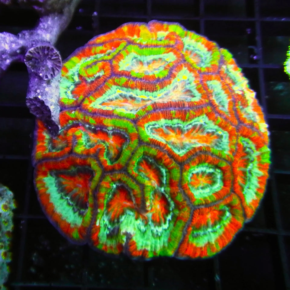 Wilsoni Corals