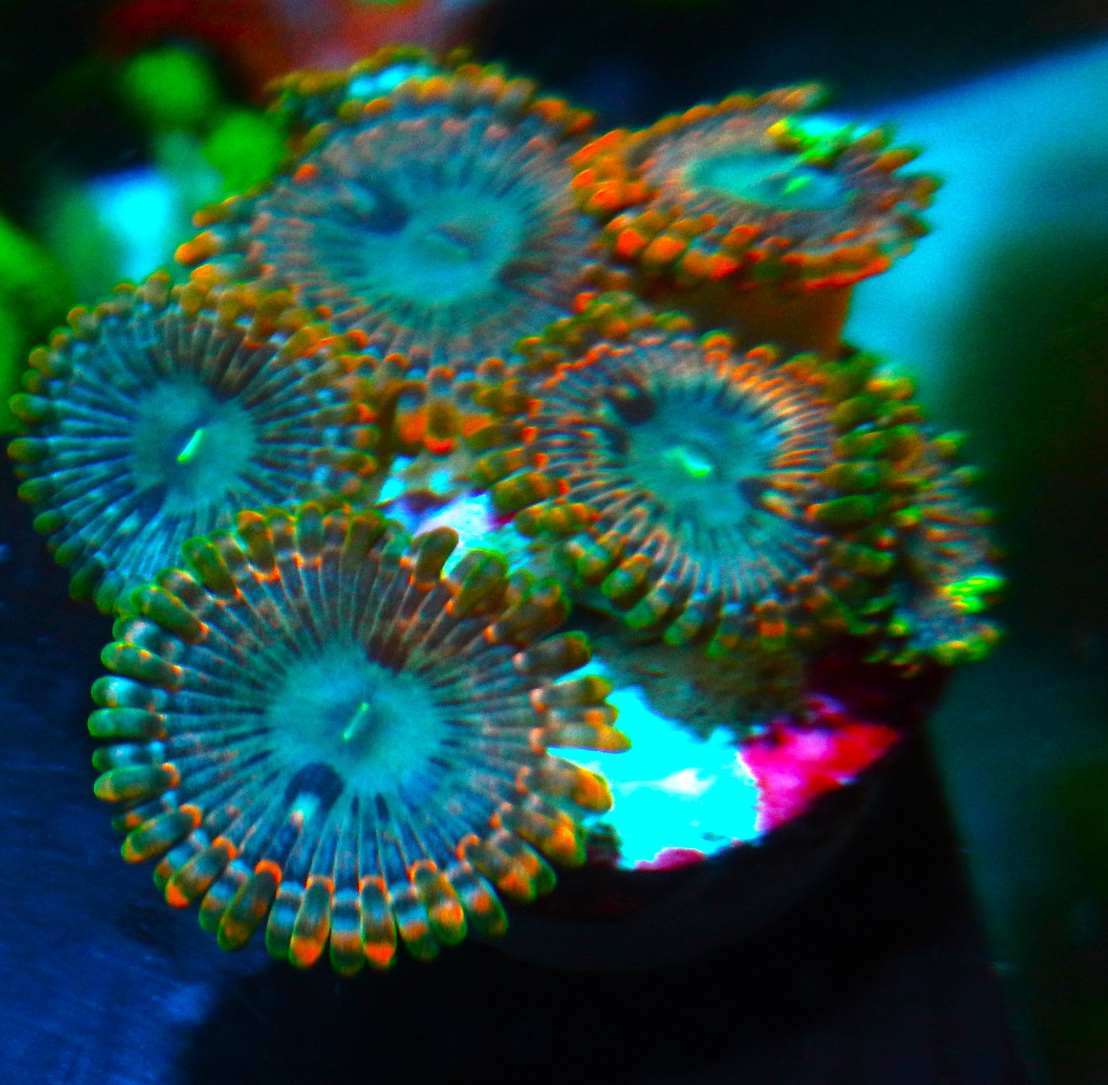 Murder Hornet Zoa  CFC