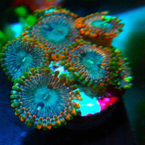 Murder Hornet Zoanthid Coral