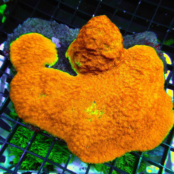 Neon Orange Psammocora Coral