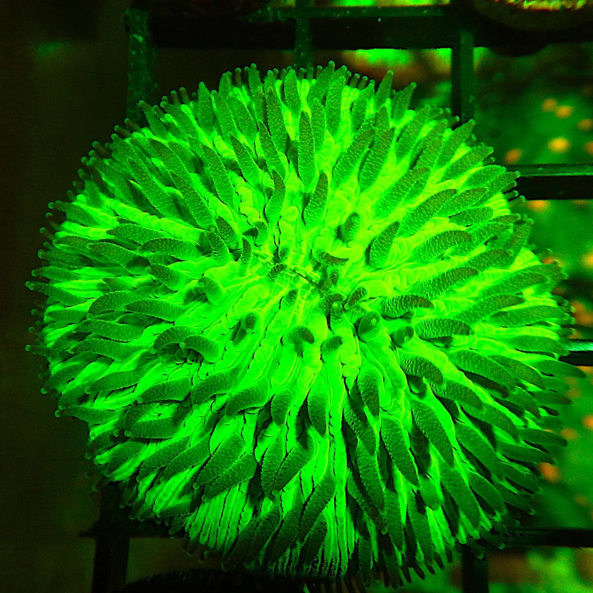 Neon Green Helmet Fungia - Cfcorals