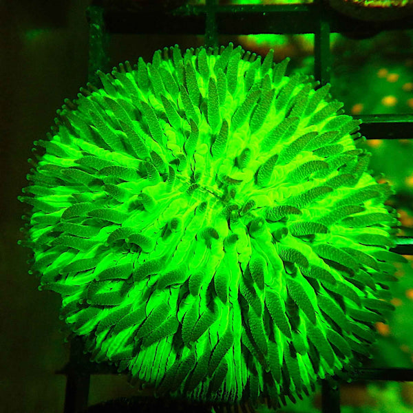 Neon Green Helmet Fungia Coral