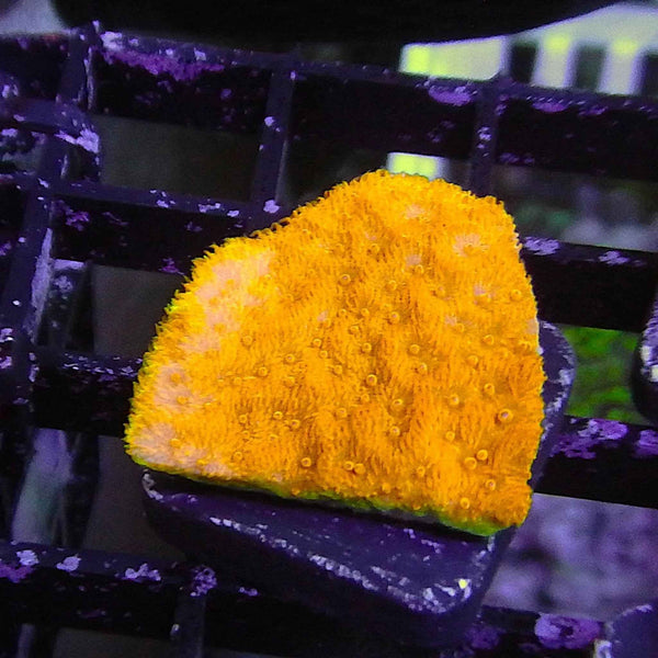 Neon Orange Psammocora Coral