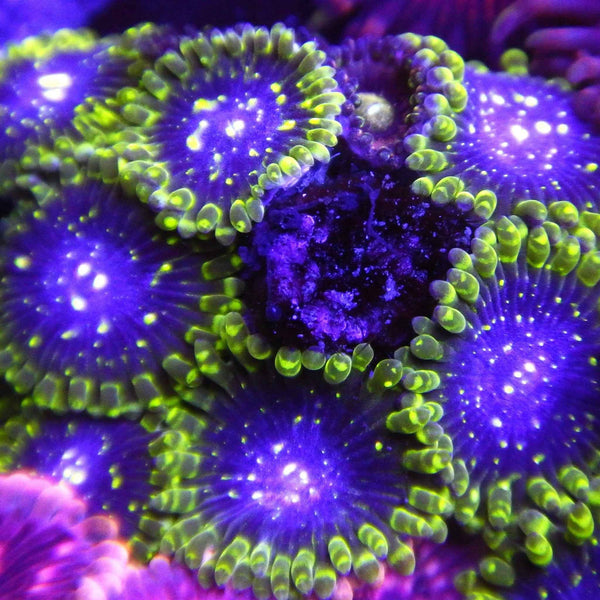 Nirvana Zoanthid Coral *