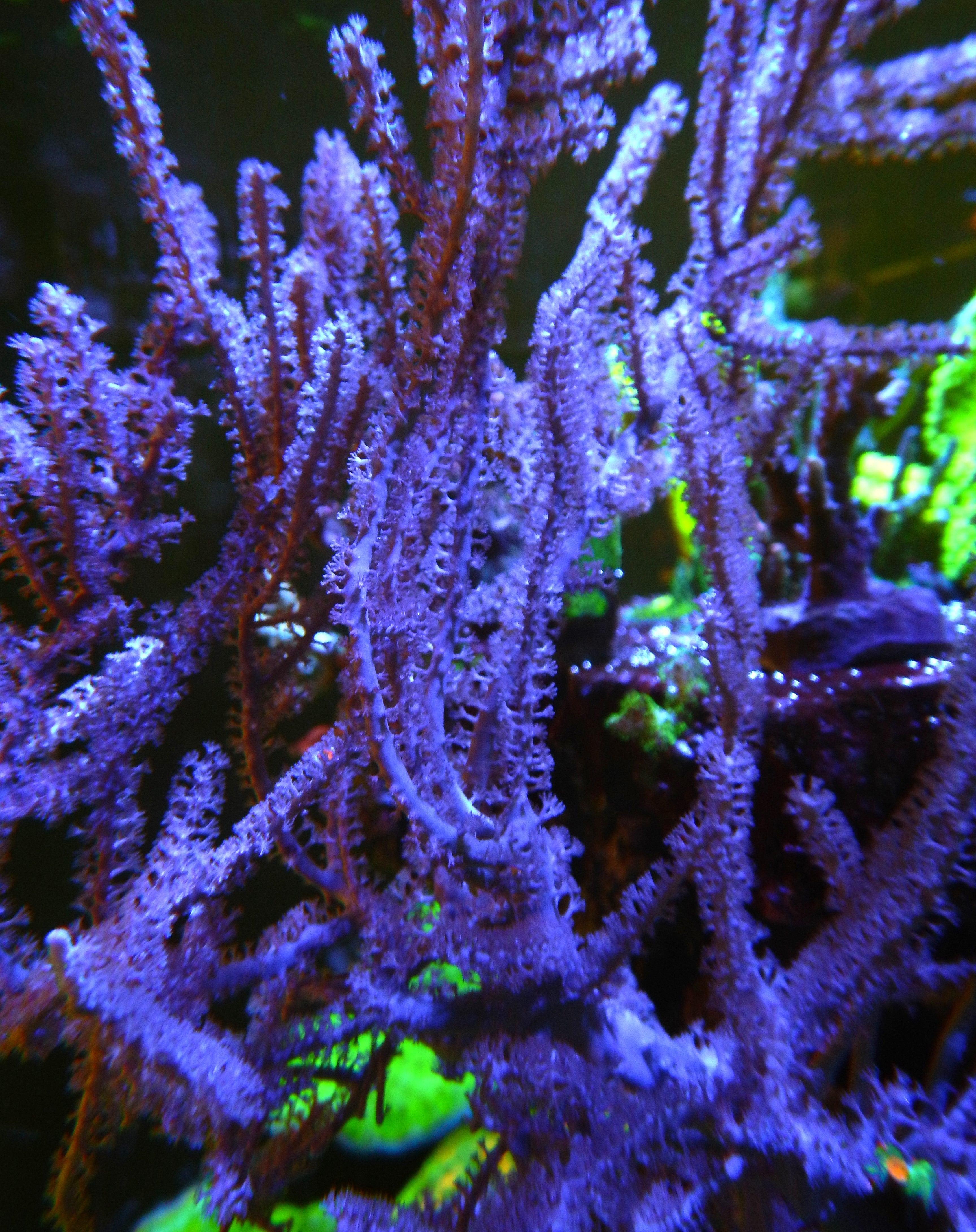 ORA Grube's Gorgonian- TFT