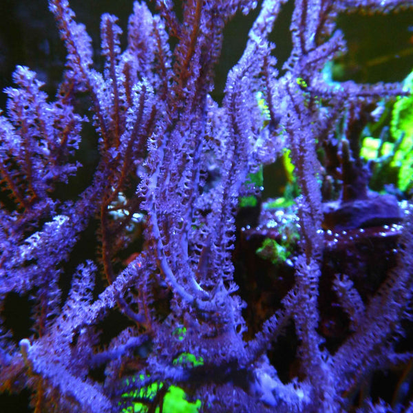 ORA Grube's Gorgonian Coral *