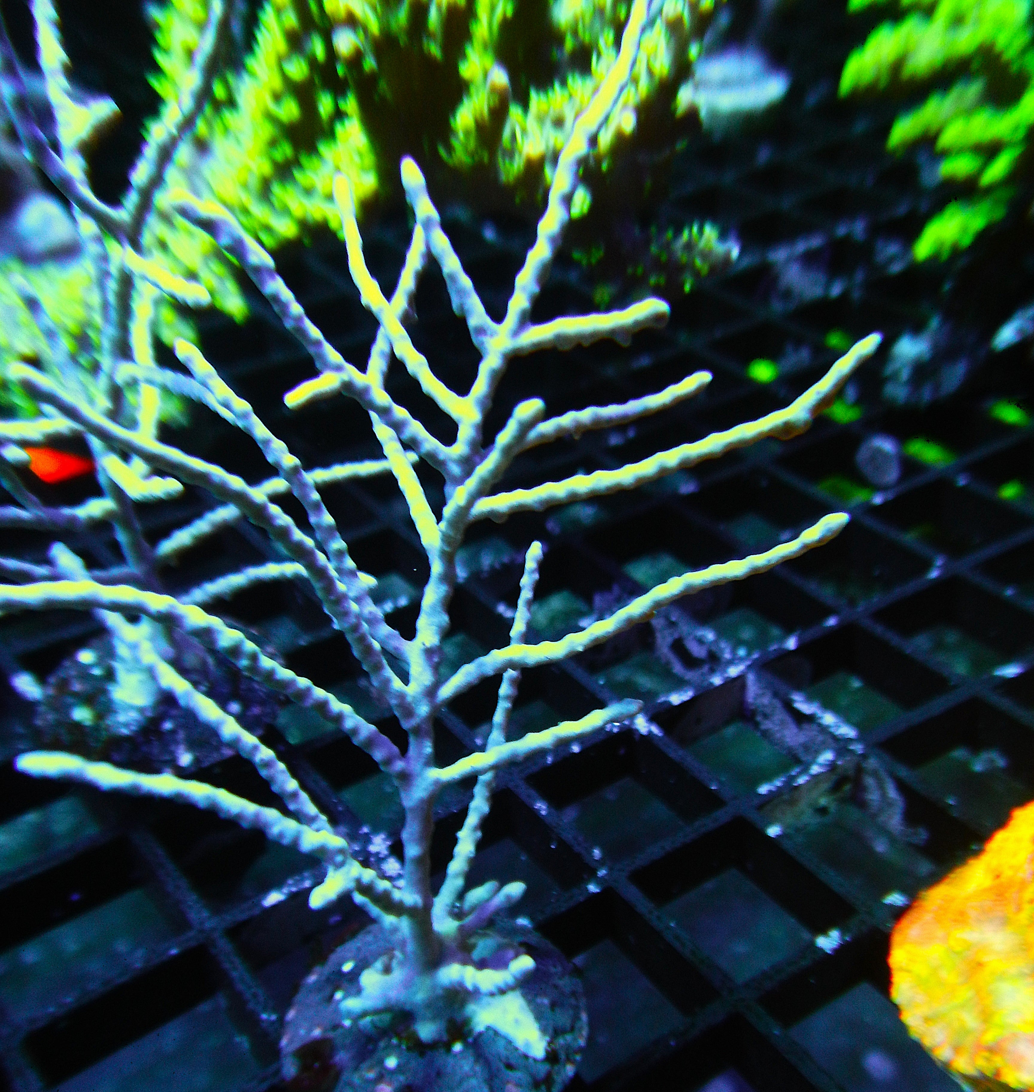ORA Grube's Gorgonian *