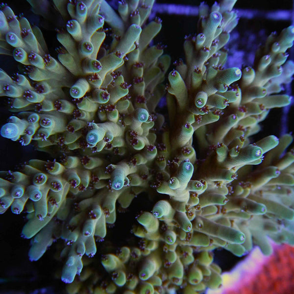 ORA Pink Blush Acropora Coral  *