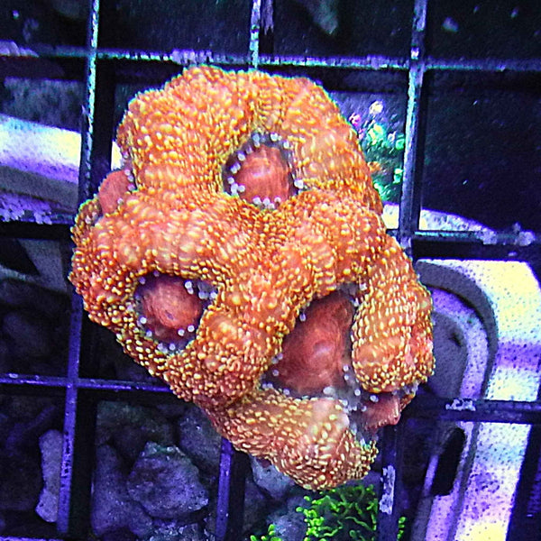 Orange Ade Blastomussa Coral