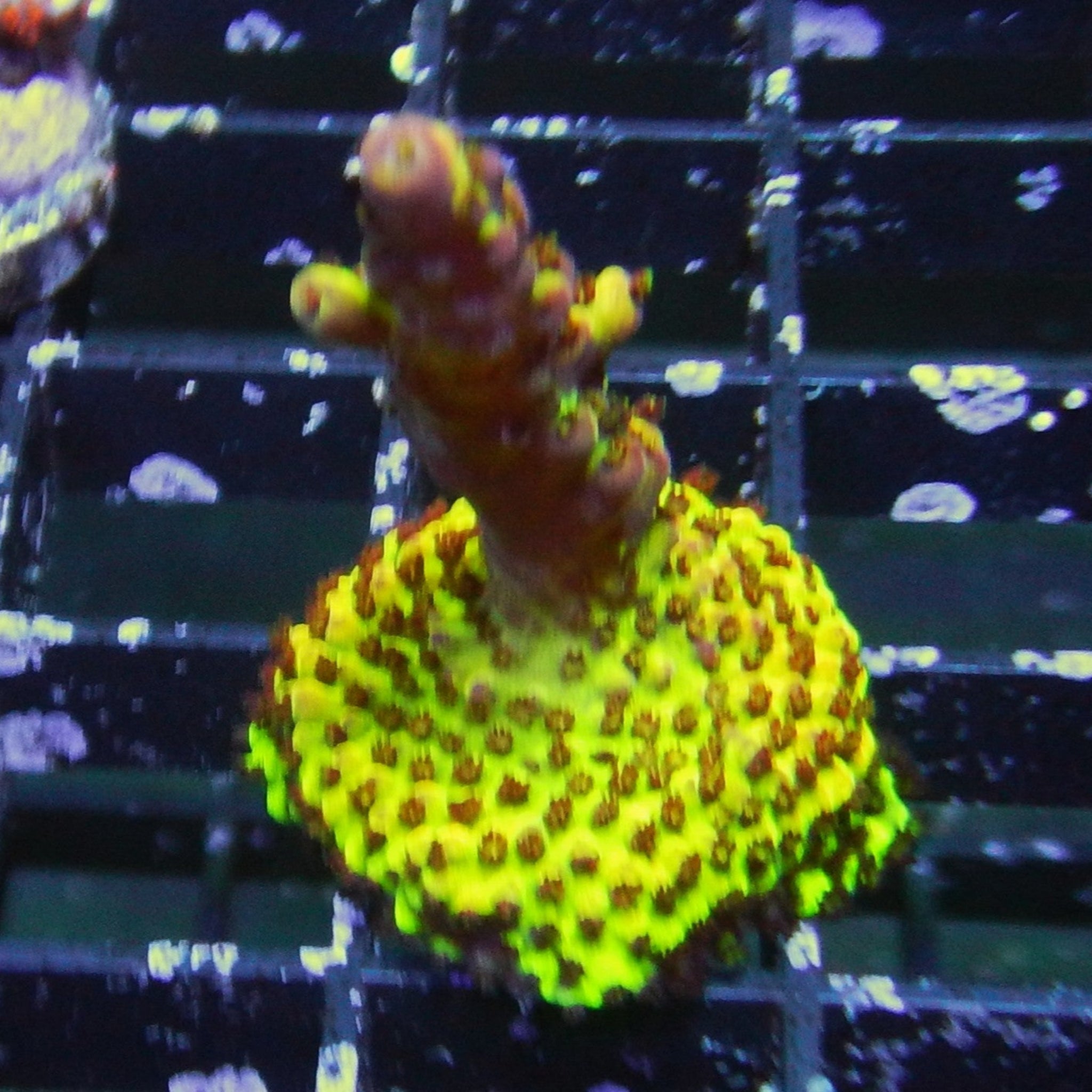 Oregon Tort Acro - Cfcorals