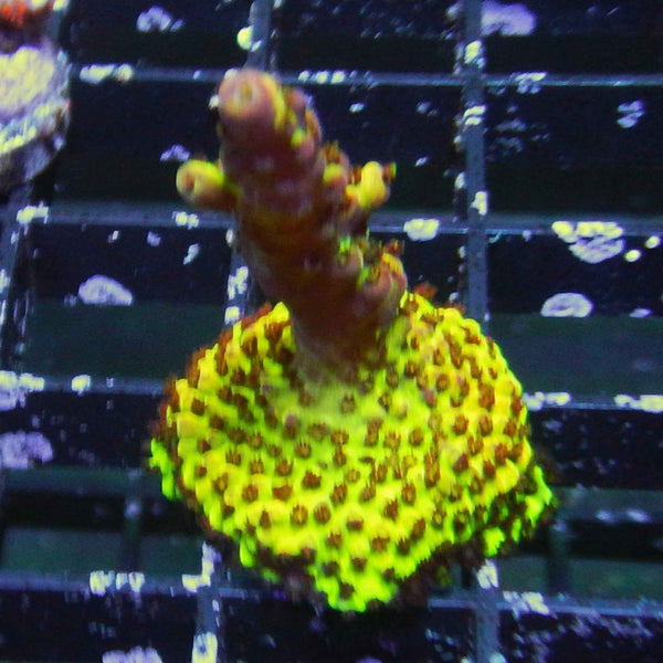 Oregon Tort Acropora Coral