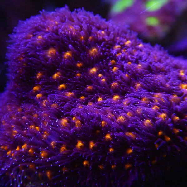 OuterSpace Psammocora Coral *