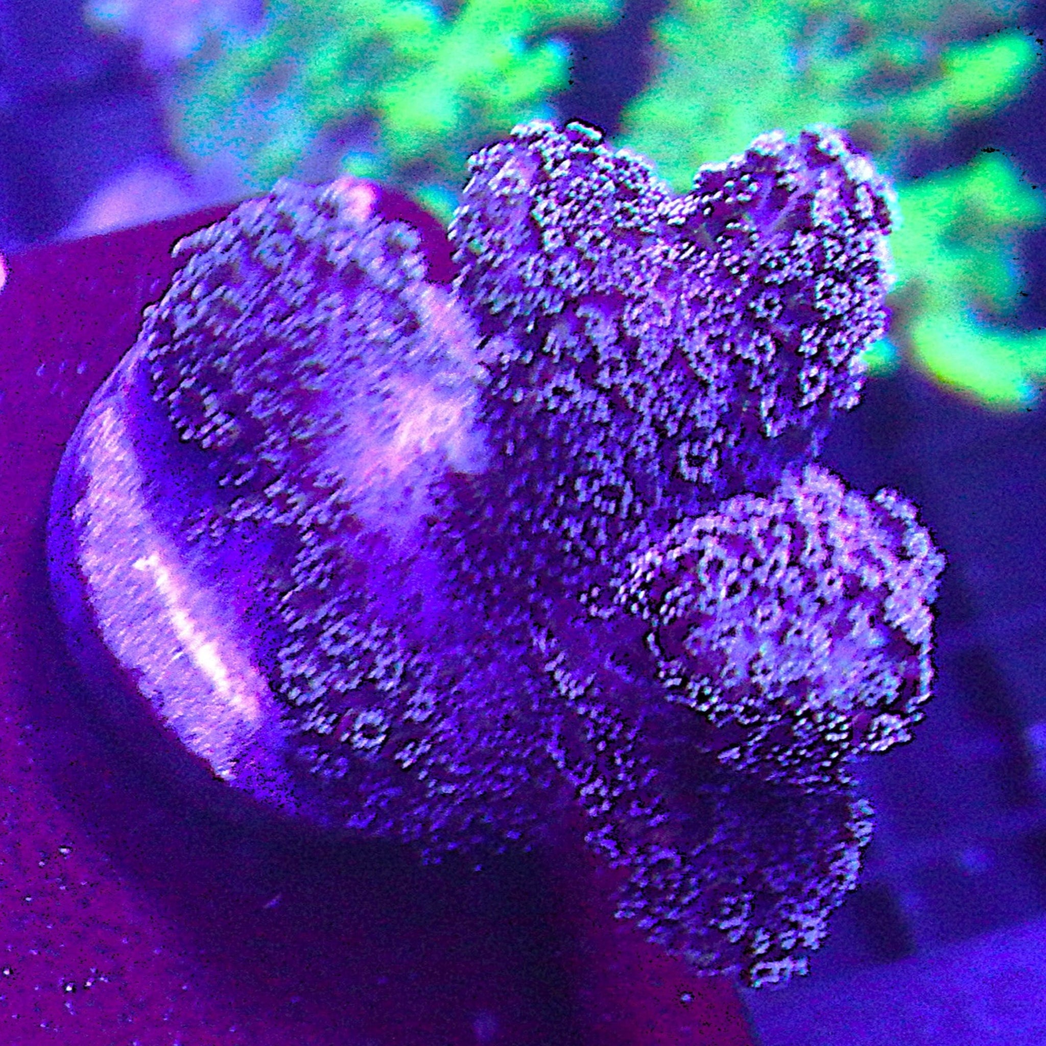 Pink Stylophora