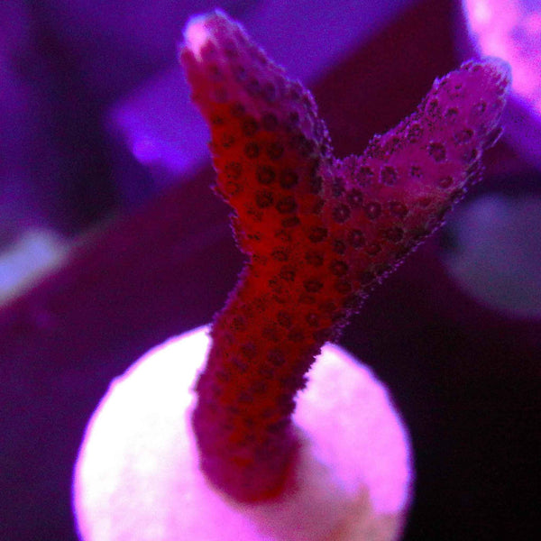 Pink Birdsnest Coral