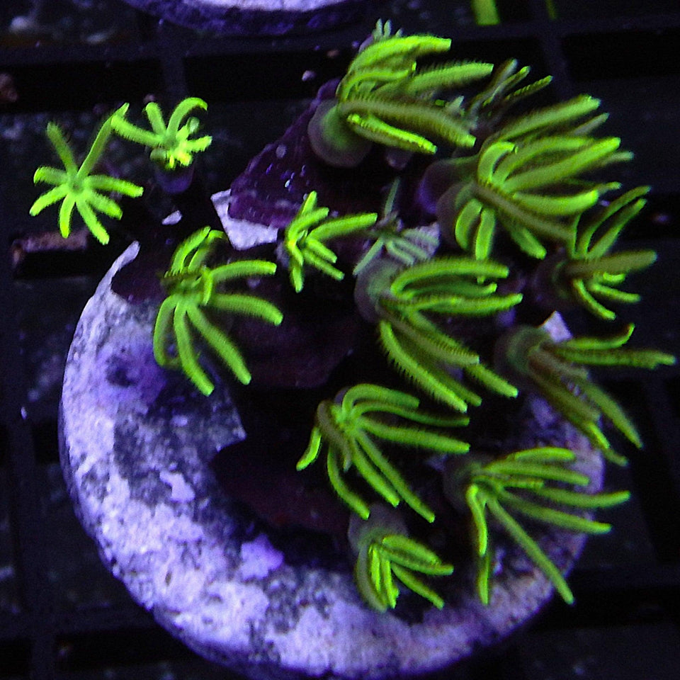 Pipe Organ Corals