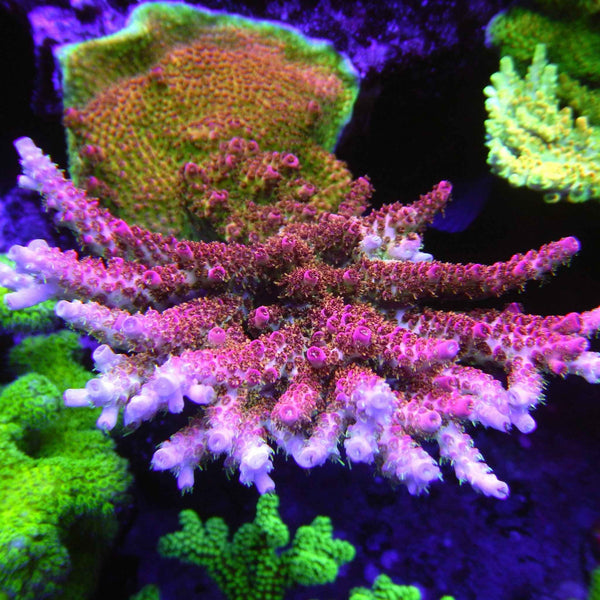 TFT Pico de Gallo Acropora Coral *