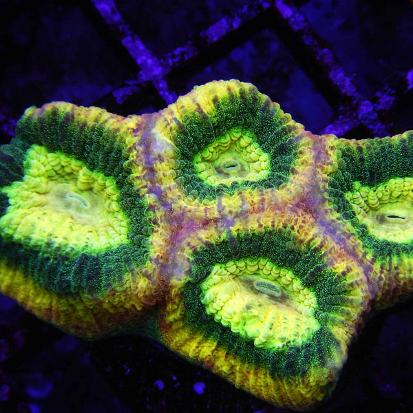 Prism Favia Coral *