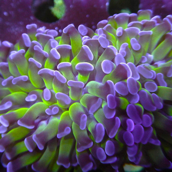 Purple Tip Hammer Coral
