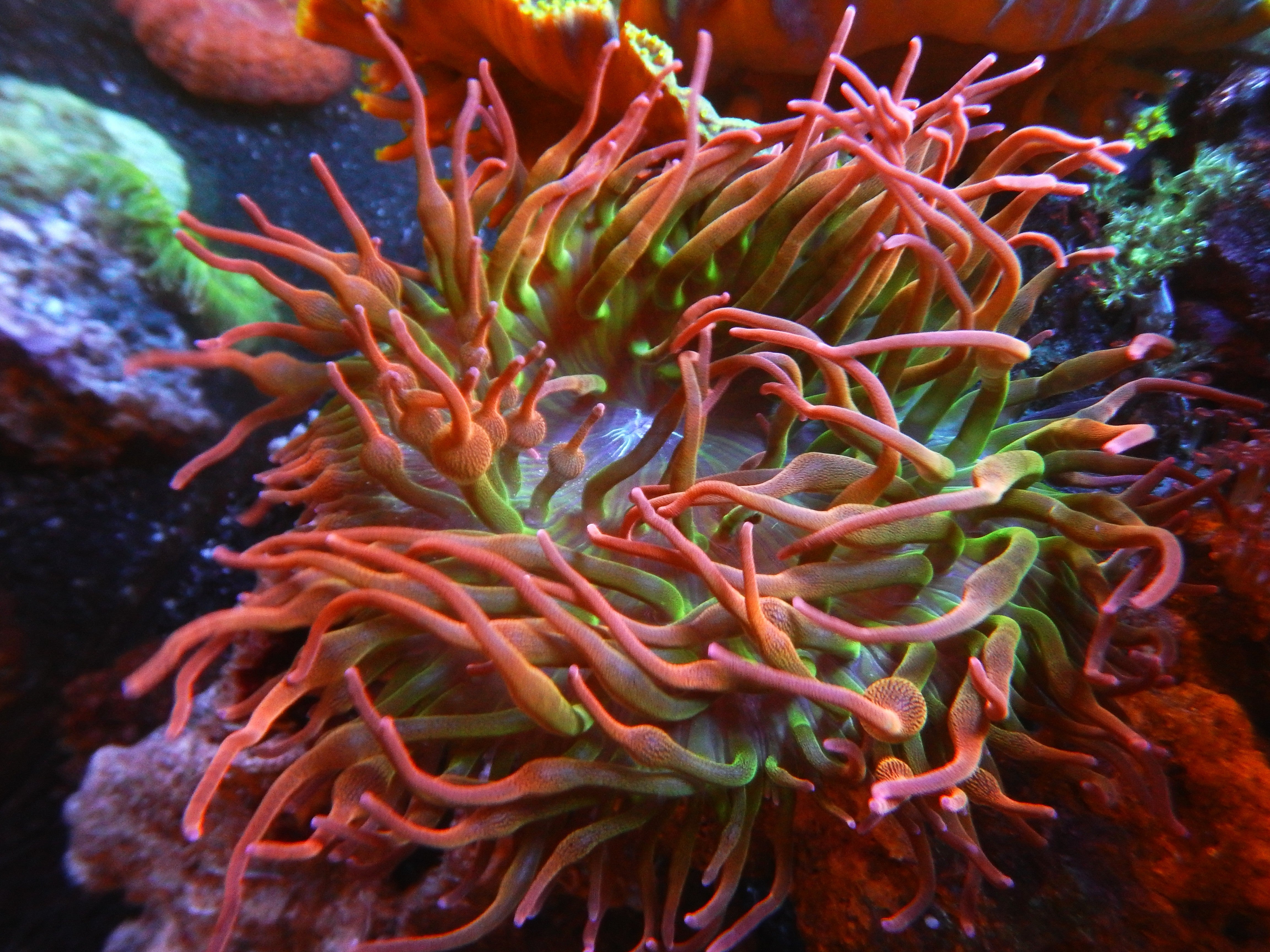 Rainbow Bubbletip Anemone  TFT